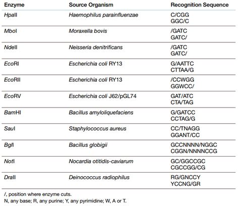 restriction enzymes list.